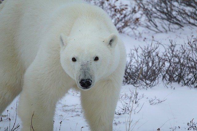 北极熊为什么不怕冷(北极熊为什么不怕冷百科)
