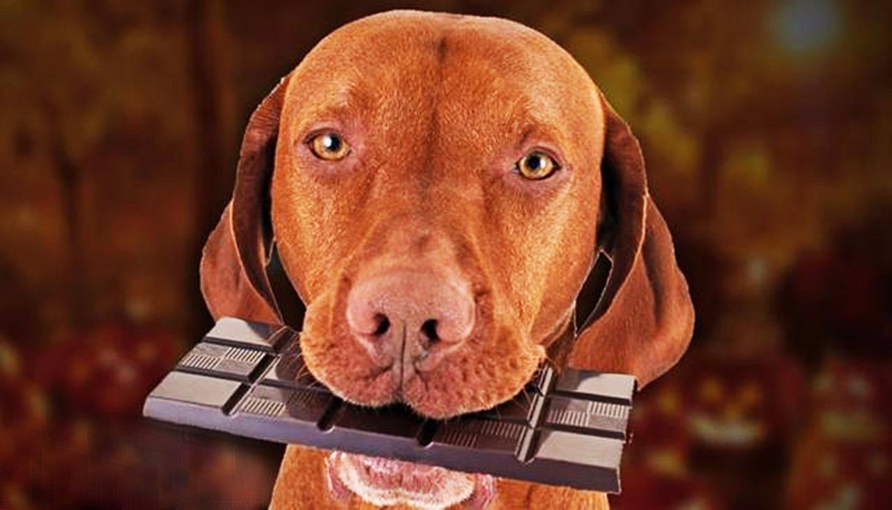 狗为什么不能吃巧克力(狗为什么不能吃巧克力)