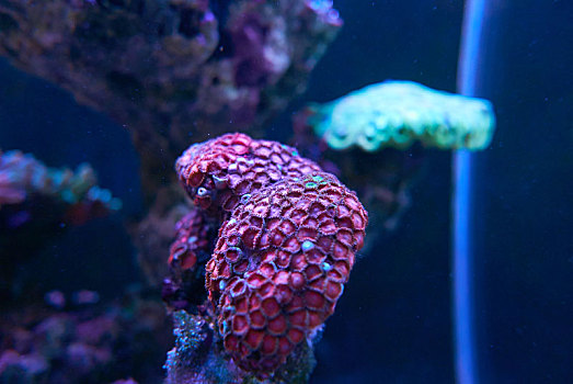 珊瑚为什么是动物(珊瑚为什么是动物类)